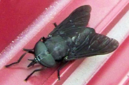 Black Horse Fly, Tabinus atratus